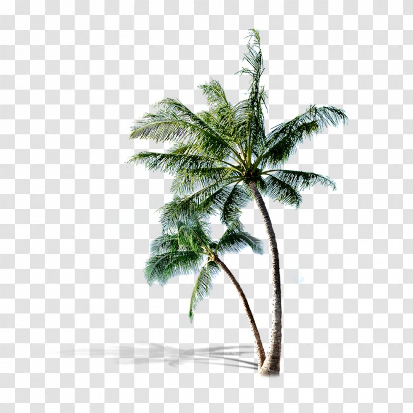 Pompano Beach Poster - Resort - Coconut Tree Transparent PNG