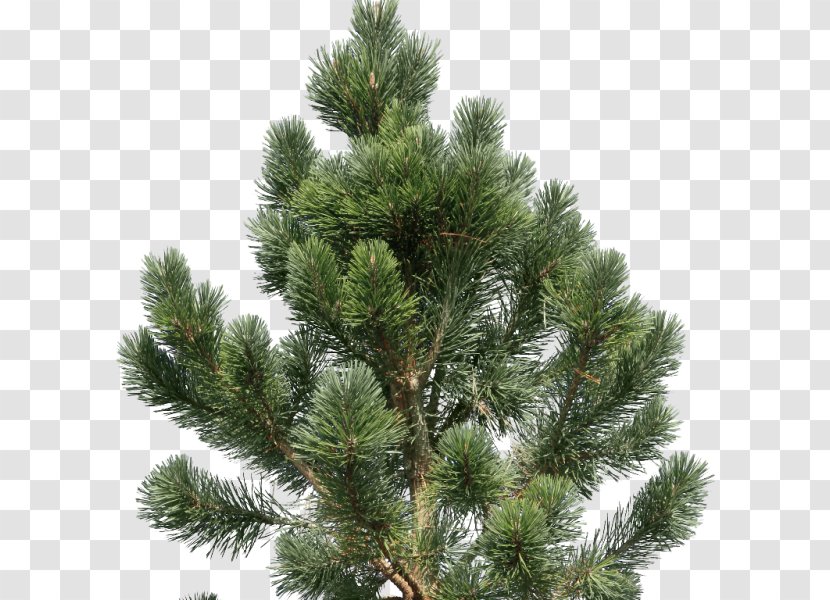 Fir Pine Tree Conifers - Spruce Forest Transparent PNG