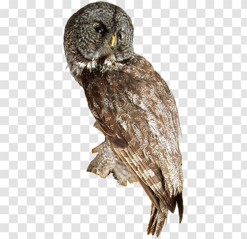 Great Grey Owl Hawk Beak Feather Transparent PNG