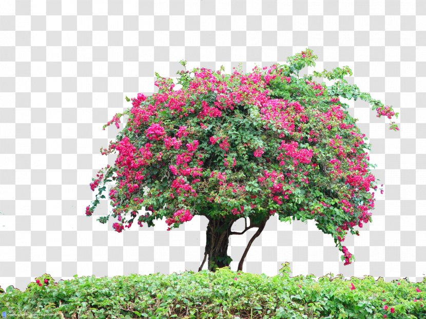 Shrub Tree Flora Plant - Fiori Transparent PNG