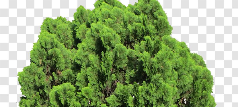 Oriental Arbor-vitae Cupressus Evergreen Shrub Pine - Family - Spire Arborvitae Tree Transparent PNG