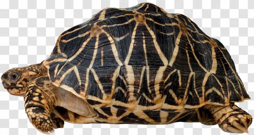 Box Turtle Reptile Indian Star Tortoise Gopherus - Emydidae Transparent PNG