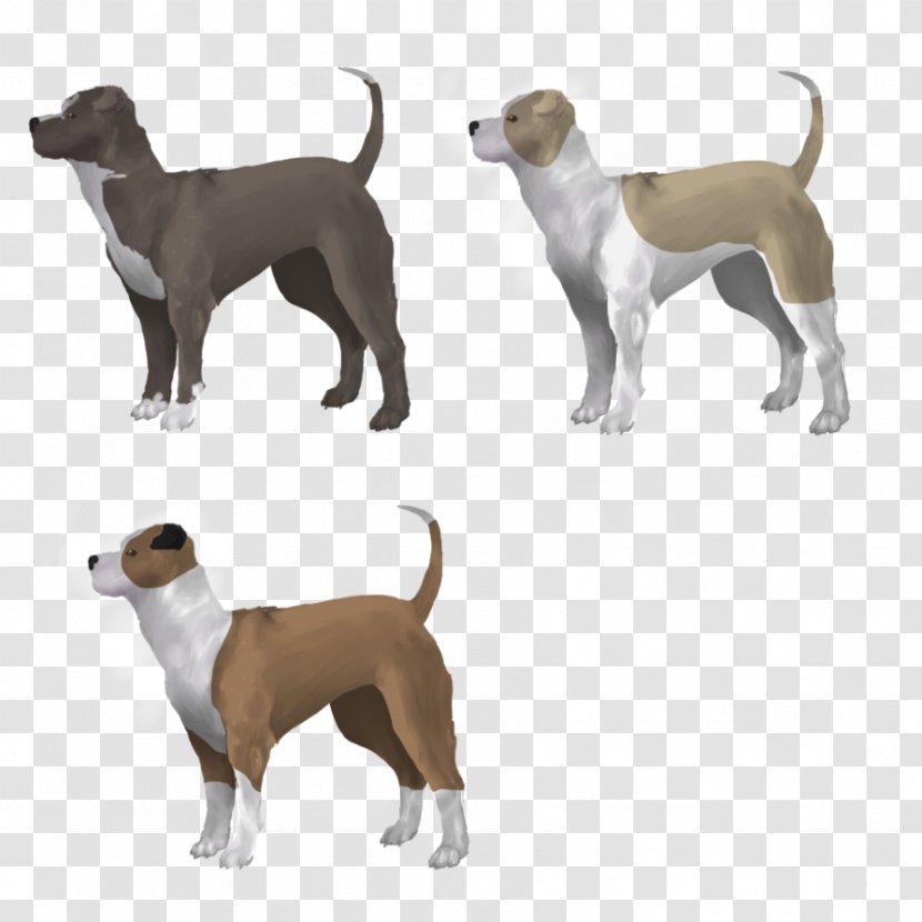 Dog Breed Italian Greyhound Crossbreed - American Staffordshire Terrier Transparent PNG