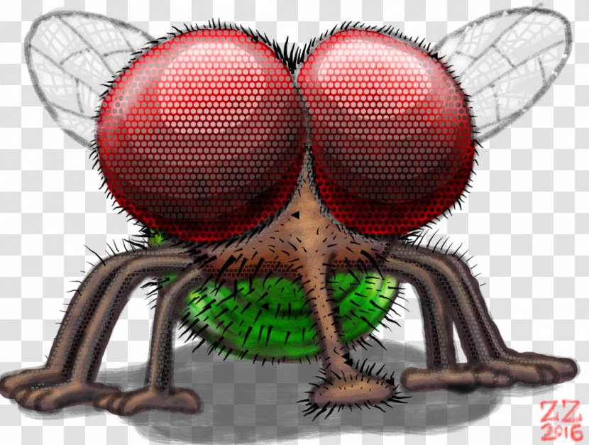 Fly Spider Insect Drawing Ero Furcata - Heart Transparent PNG