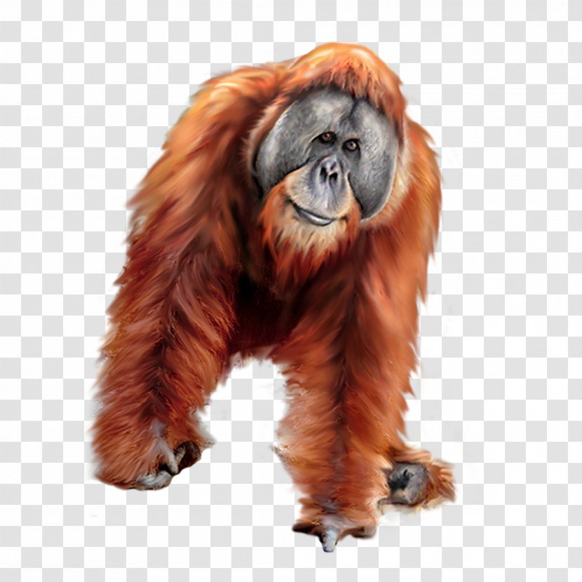 Orangutan Gorilla Tiger - Mammal Transparent PNG