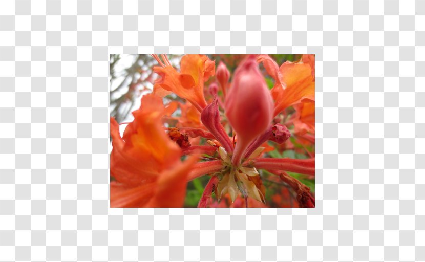 Flower Map Lily Of The Incas Alstroemeriaceae Lilium - Maternal Love Transparent PNG