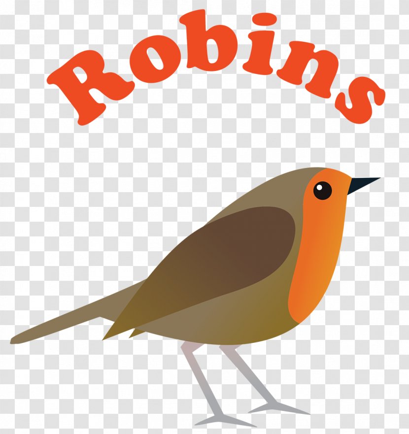 Robin Bird - Old World Flycatcher - Finch Wren Transparent PNG