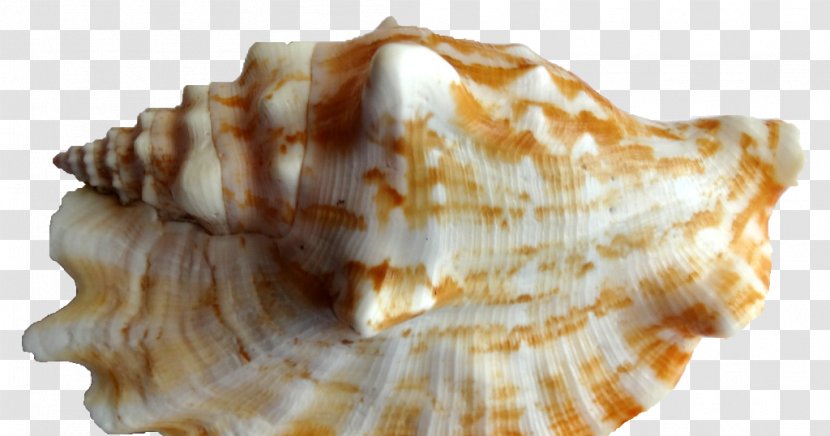 Cockle Conch Seashell Shankha Clam - Threat Transparent PNG