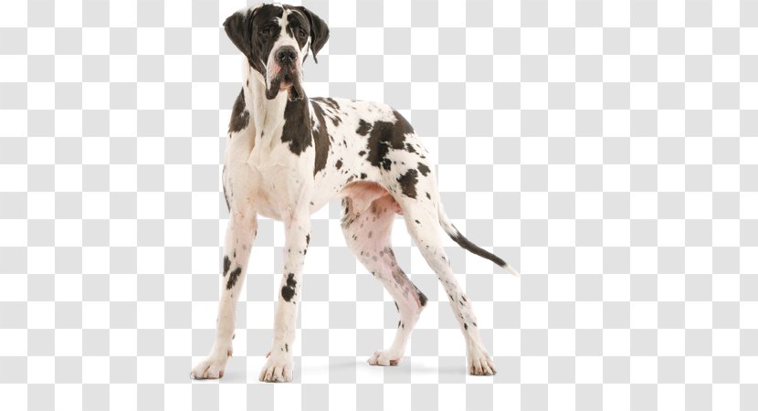 Old Danish Pointer Auvergne Great Dane Dog Breed - Sporting Group - GREAT DANE Transparent PNG