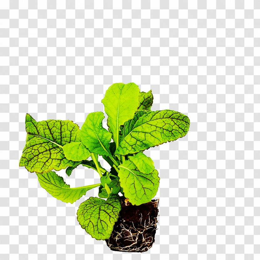 Leaf Flower Plant Houseplant Herb - Flowerpot Tree Transparent PNG