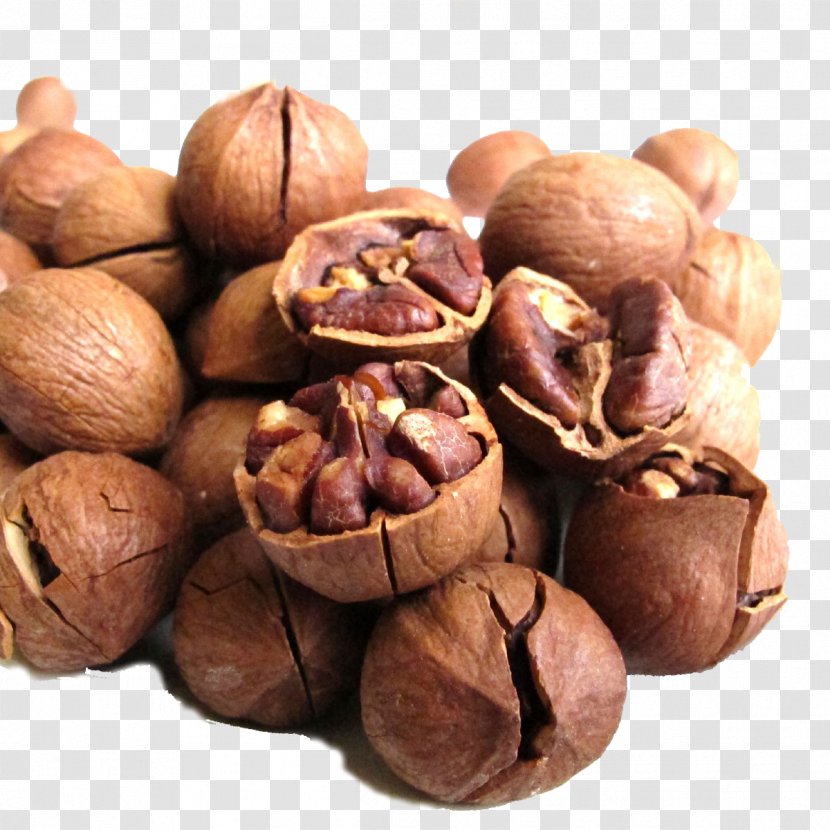 Juglans Hickory Walnut Eating Food - Tree Nuts Transparent PNG