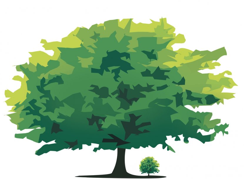 Tree - Green - Leaf Transparent PNG