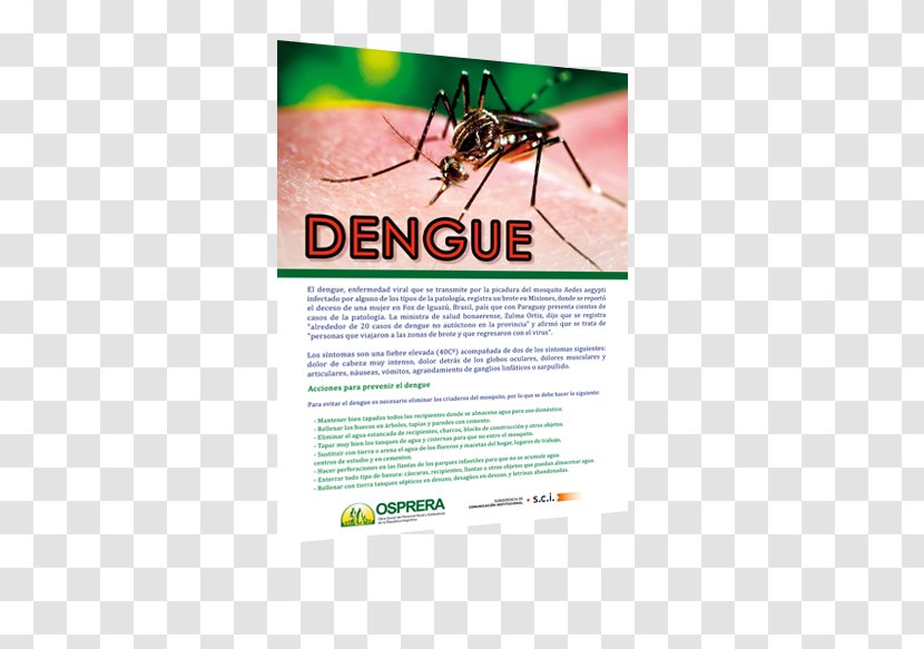 Yellow Fever Mosquito Graphic Design Insect - Brand Transparent PNG