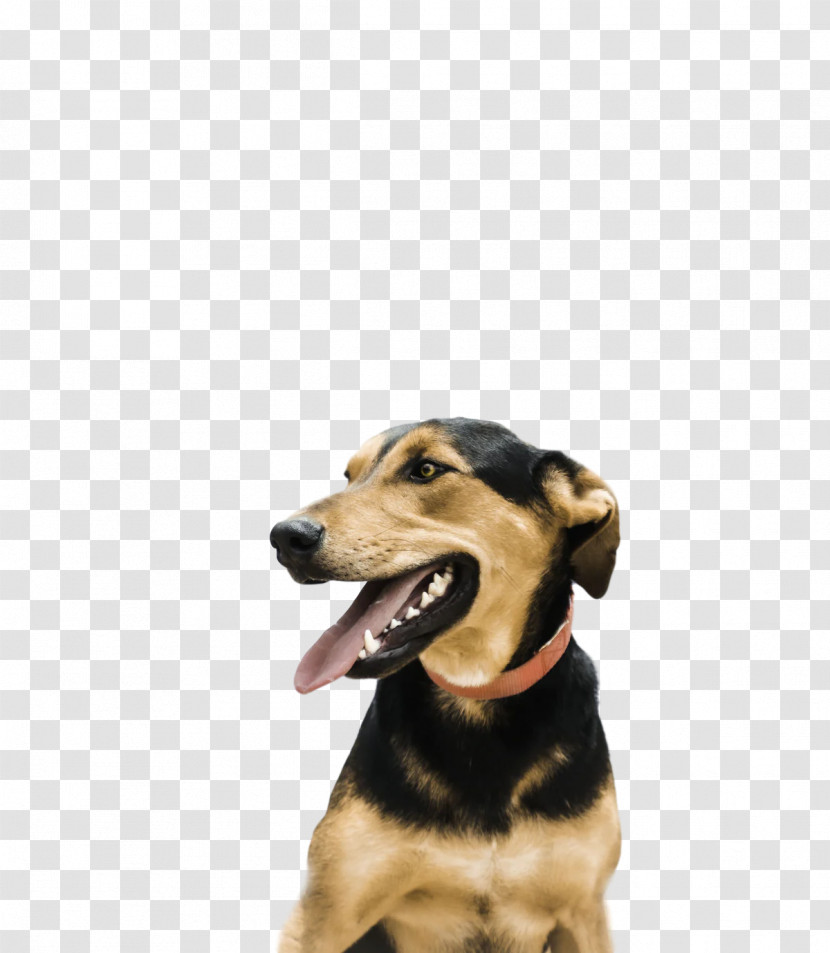 Dog Puppy Snout Leash Breed Transparent PNG