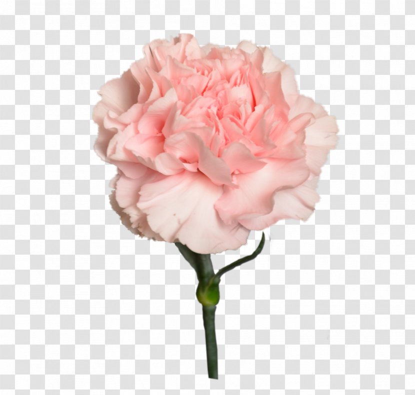 Garden Roses Цветочный магазин STUDIO Flores Flower Bouquet Cabbage Rose - Peony Transparent PNG