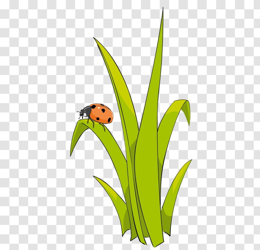 Free Content Clip Art - Invertebrate - Ladybug Transparent PNG