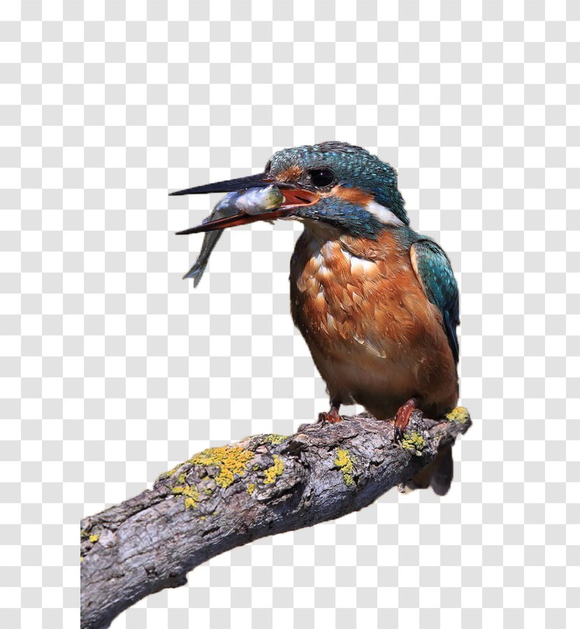 Common Kingfisher Bird Alcedo S.R.L. - Fish - Birds And Transparent PNG
