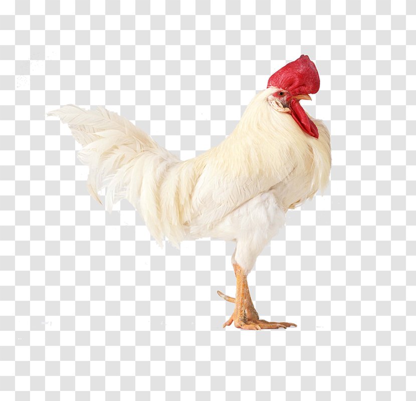 Cornish Chicken Shamo Chickens Japanese Bantam Cochin Rooster - White Red Crown Transparent PNG