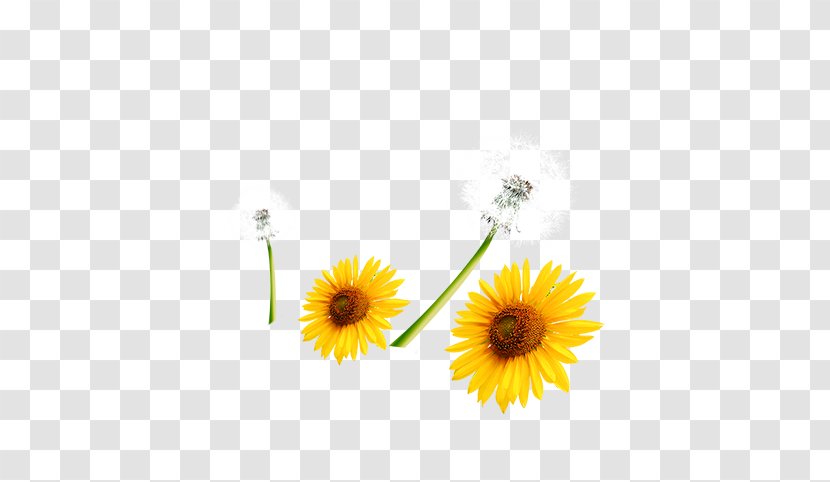 Common Sunflower Download Computer File - Daisy Family Transparent PNG
