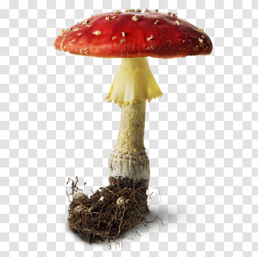 Mushroom Portable Document Format Fungus Clip Art - Mushrooms And Toadstools Transparent PNG
