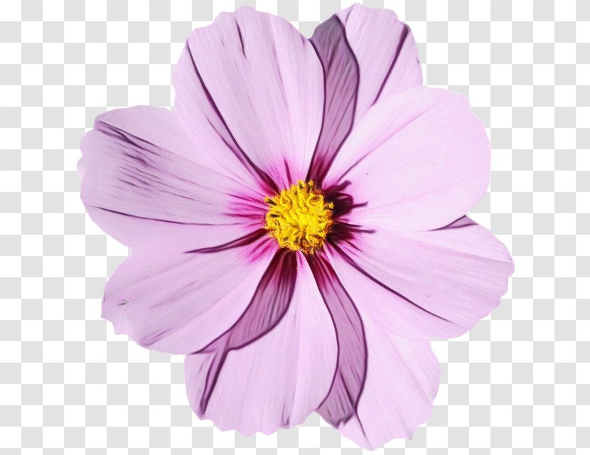 Flower Bouquet Desktop Wallpaper Transparency - Plant - Floral Design Transparent PNG