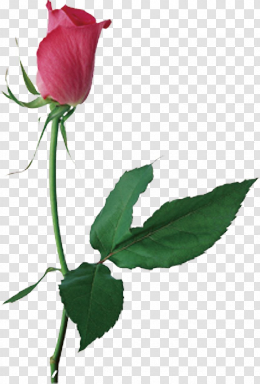 Centifolia Roses Flower Clip Art - Floral Design - Rose Has Been Transparent PNG