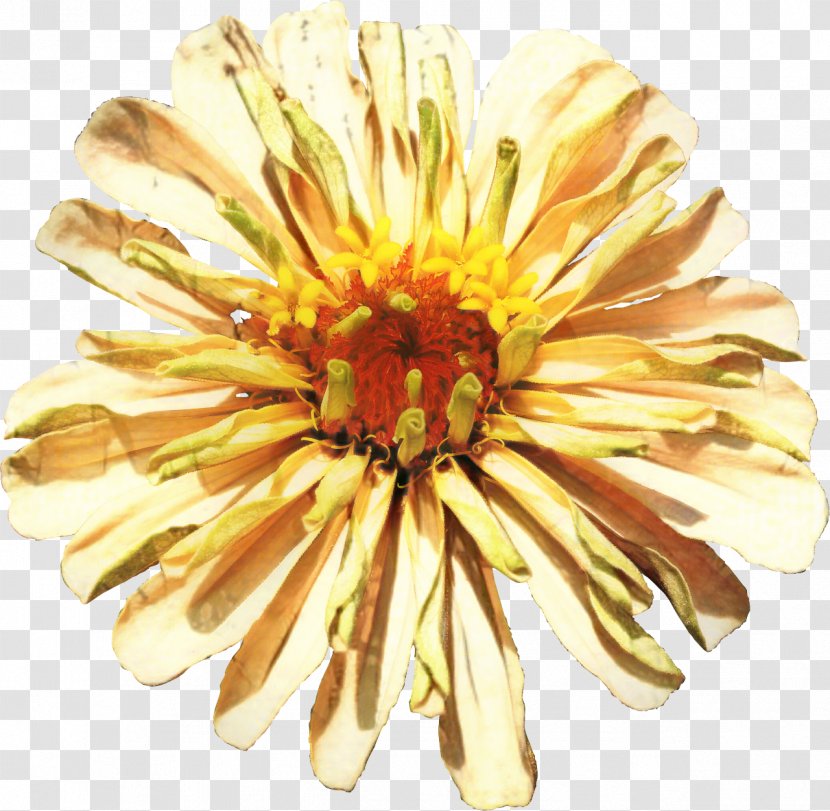 Chrysanthemum Cut Flowers Image Petal - Chrysanths - Transvaal Daisy Transparent PNG