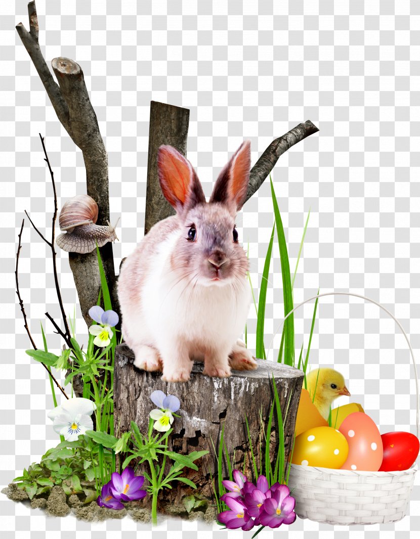 Rabbit Clip Art - Easter Bunny - White Transparent PNG