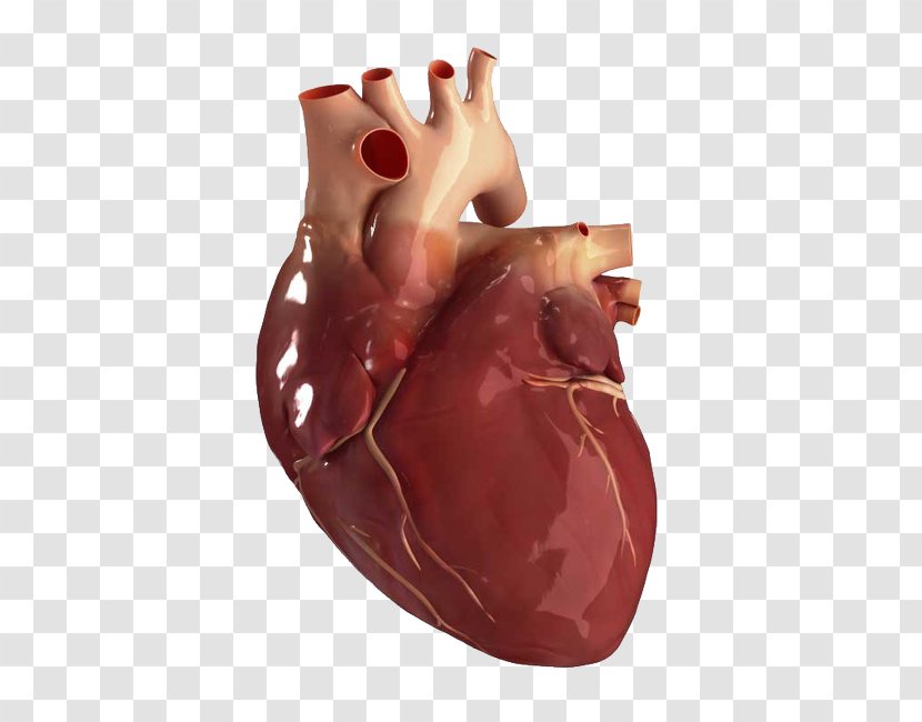 Human Anatomy About Your Heart Stock Photography - Watercolor Transparent PNG