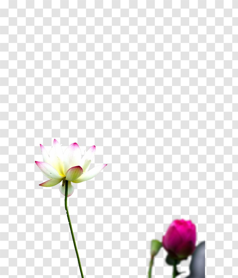 Daxue Xiaoxue Solar Term Xiazhi Flower - Message Transparent PNG