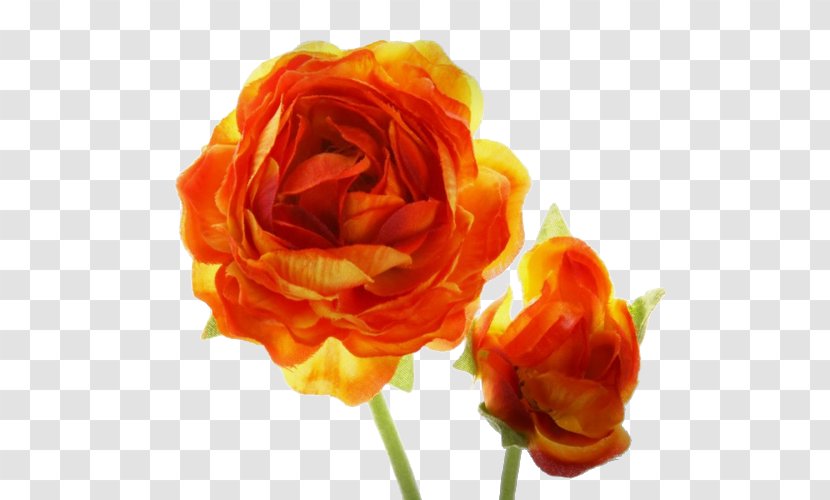 Garden Roses Flower Orange Blossom - Cabbage Rose Transparent PNG