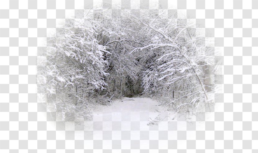 Snow Winter Blizzard Tree Rain - Winter-kids Transparent PNG