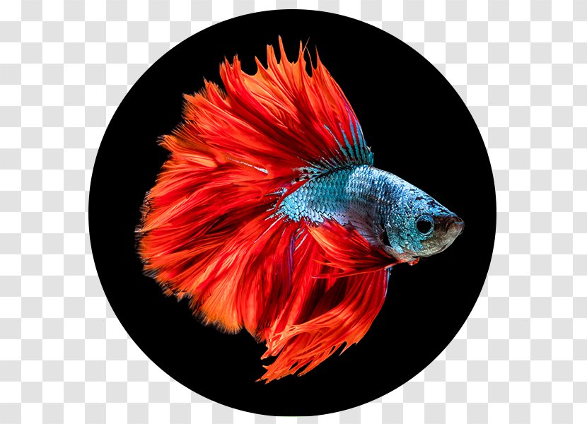 Hopkins Siamese Fighting Fish Aquarium Sea Transparent PNG