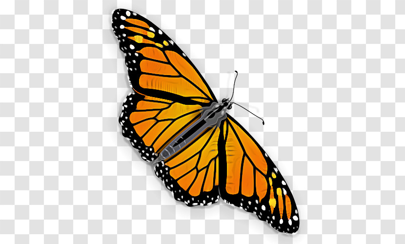 Monarch Butterfly Transparent PNG