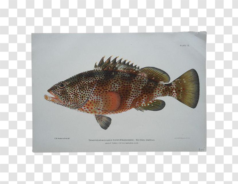 Fauna Perch Fish - Organism Transparent PNG