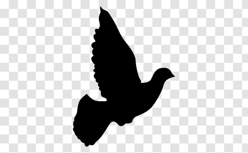 Columbidae Domestic Pigeon Doves As Symbols Clip Art - Peace - Paloma Transparent PNG