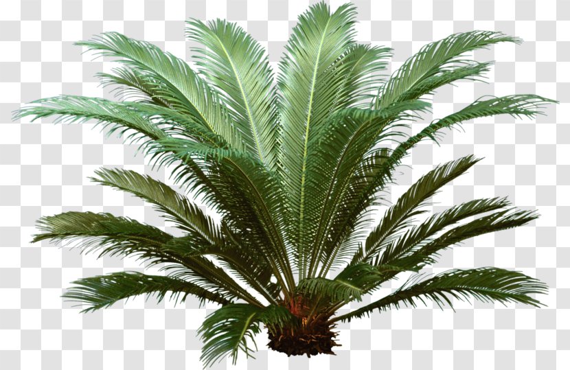 Attalea Speciosa Arecaceae Tropics Tree - Date Palm Transparent PNG