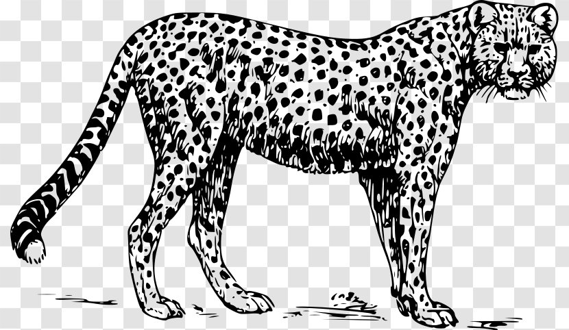 Cheetah Leopard Clip Art - Organism Transparent PNG