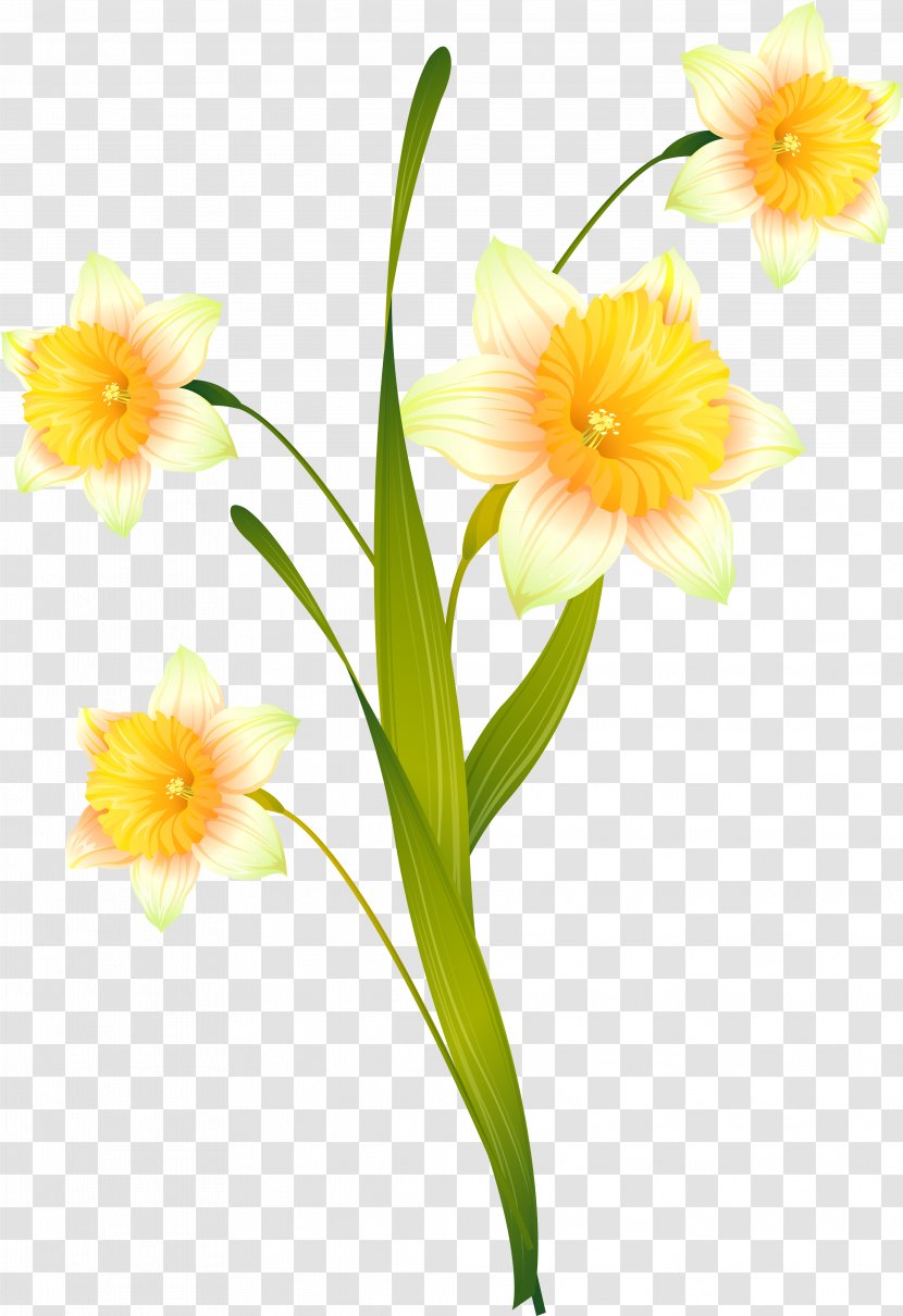 Daffodil Cut Flowers Floral Design Plant Stem - Narcissus - Amaryllis Family Transparent PNG