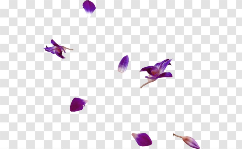 Petal Flower Leaf - Internet Meme Transparent PNG