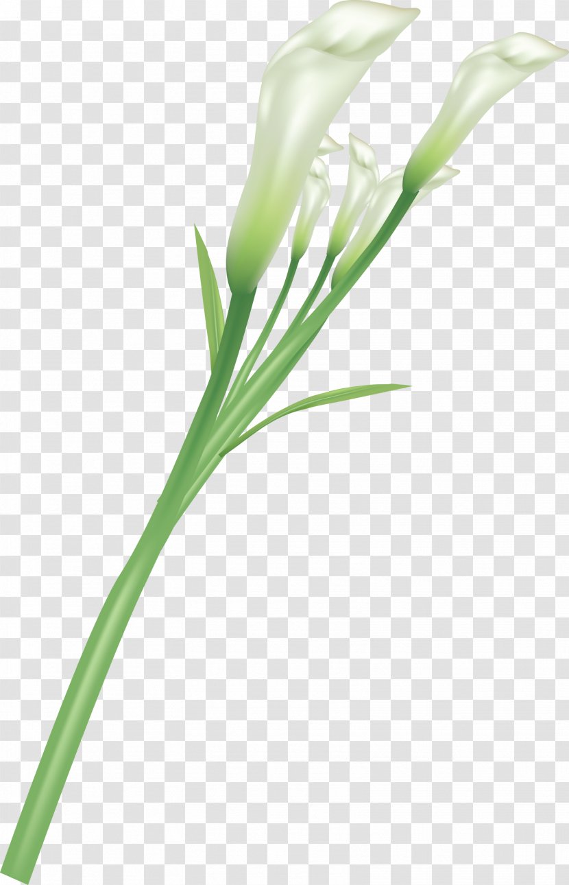 Lilium Flower - Fundal - Callalily Transparent PNG