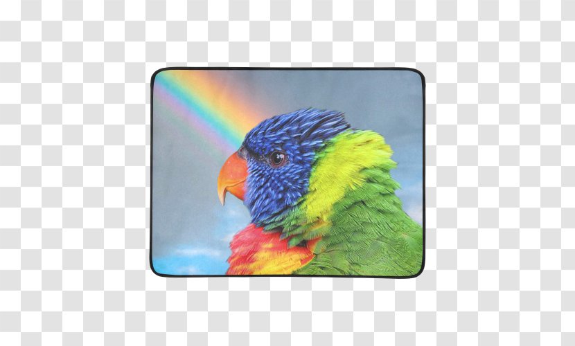 Loriini Budgerigar Cockatiel Macaw Rainbow Lorikeet - Perico - Lories And Lorikeets Transparent PNG
