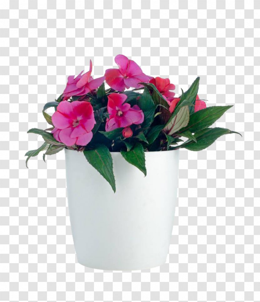 Impatiens Balsamina Walleriana Houseplant Flower - Artificial - A Potted Plant; Transparent PNG