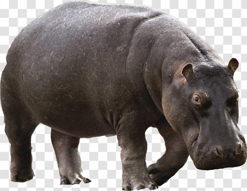 Hippopotamus Transparency Image Psd - Snout - Moto Hippo Transparent PNG