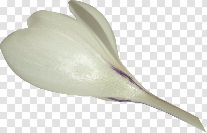 Snowdrop Plant Crocus Flower Clip Art - Pin Transparent PNG