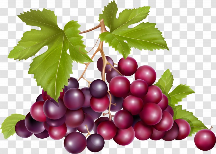 Grape Raceme - Seedless Fruit - Grapes Transparent PNG