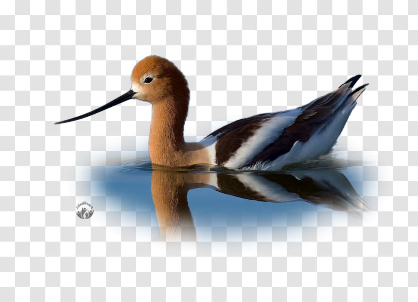 Duck American Avocet Bird Nikon D4S D810 Transparent PNG