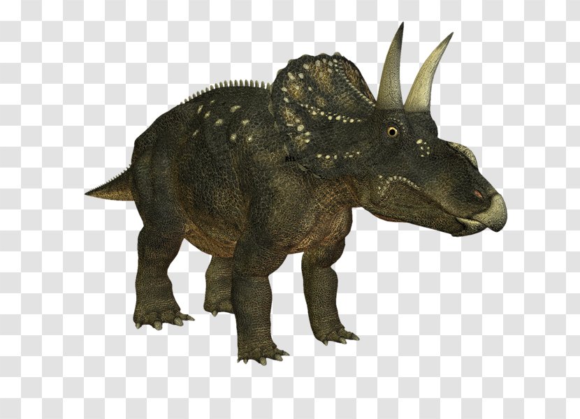 Triceratops Nedoceratops Tyrannosaurus Velociraptor Monoclonius - Terrestrial Animal - Dinosaur Transparent PNG
