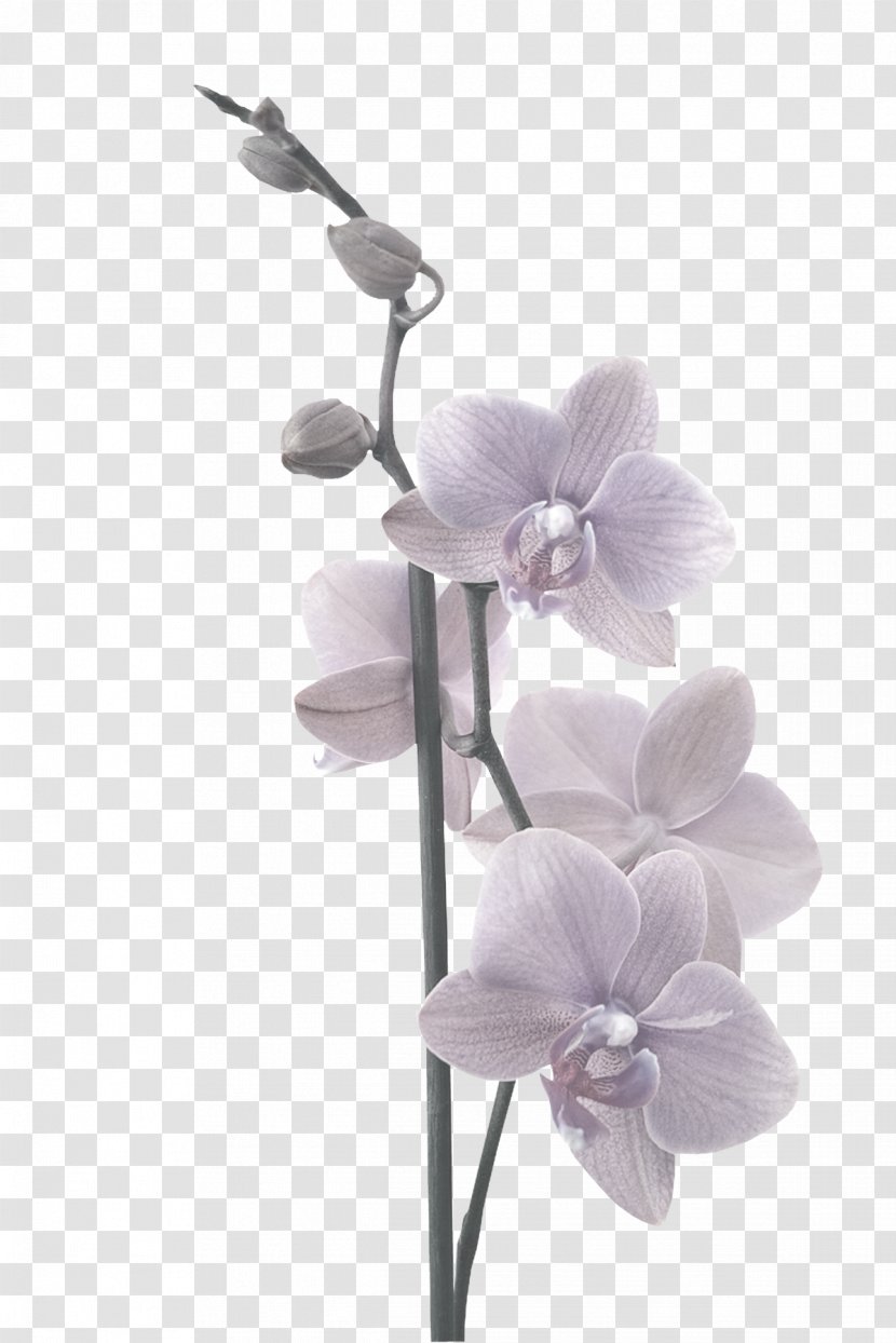Moth Orchids Adhesive Paper Partition Wall - Cut Flowers - Headline Orchid Transparent PNG
