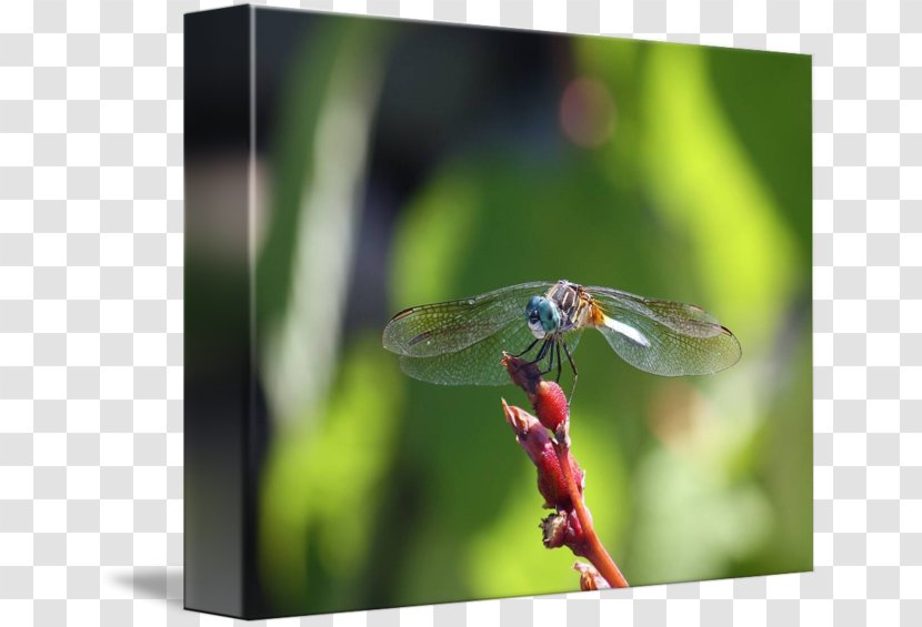 Dragonfly Damselflies - Arthropod Transparent PNG
